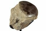 Polished Fossil Mosasaur Vertebra w/ Metal Stand - Texas #350969-1